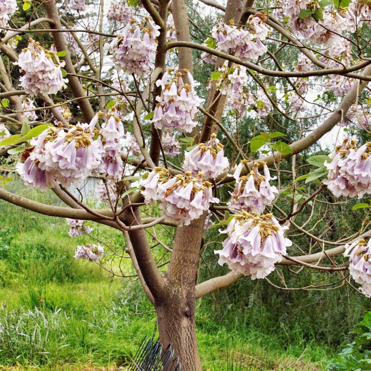 Paulownia Fortunei (Empress Tree) Seeds for Planting Heirloom, Non-GMO, Fast-Growing, Perennial Tree