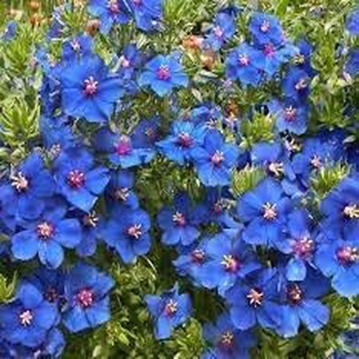 Pimpernel Anagallis Flower Seeds  Heirloom, Non-GMO, High Germination Ground Cover Organic Garden Seeds for Planting