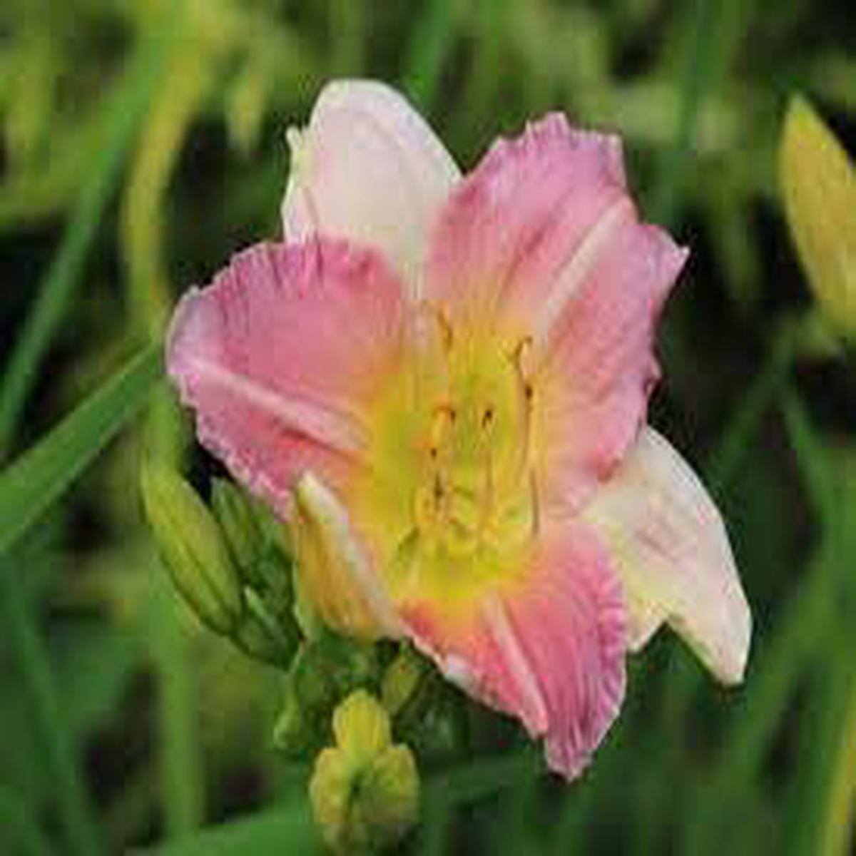 Pink Hemerocallis Flower seeds for Planting Seasonal Bloomer Heirloom & GMO Free Seeds for Home Garden