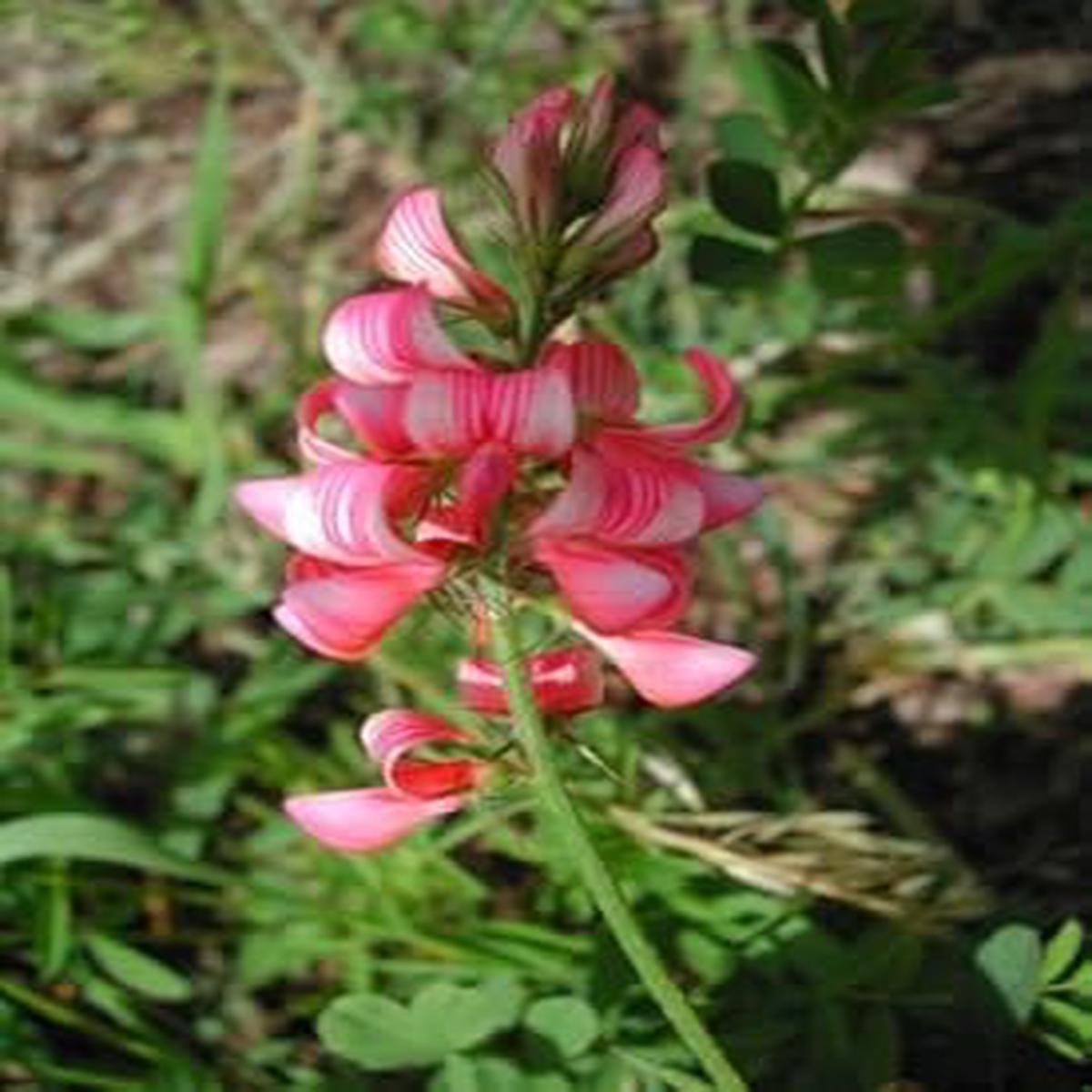 Pink Sainfoin Flower Seeds for Planting – 100 pcs