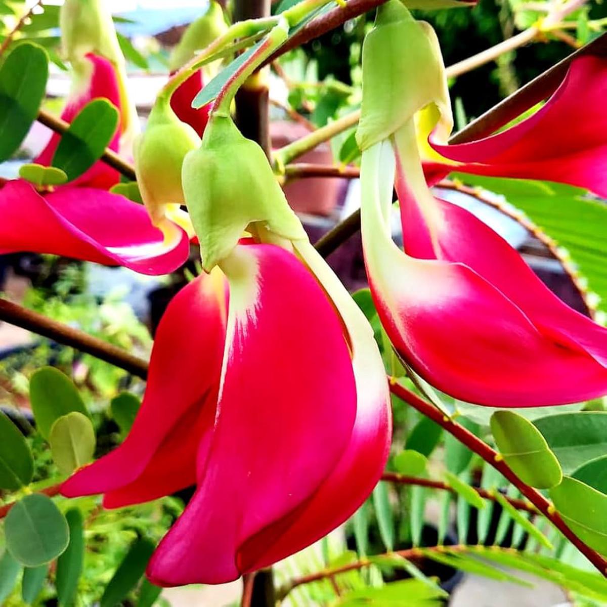 Pink Sesbania Grandiflora Flower seeds for Planting Easy to Grow Heirloom & GMO Free Seeds for Home Garden Sale