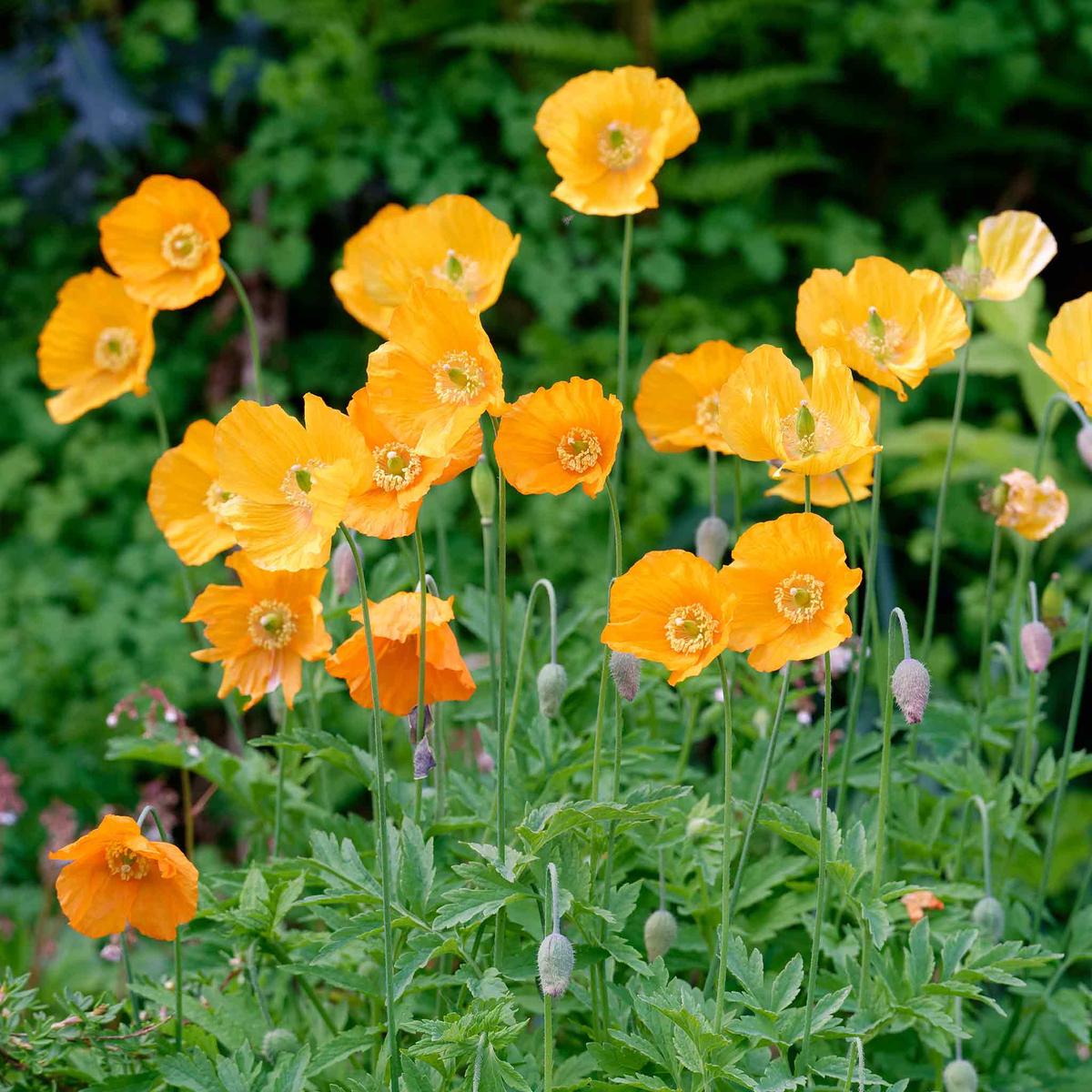 Poppy Seeds – Moroccan Orange