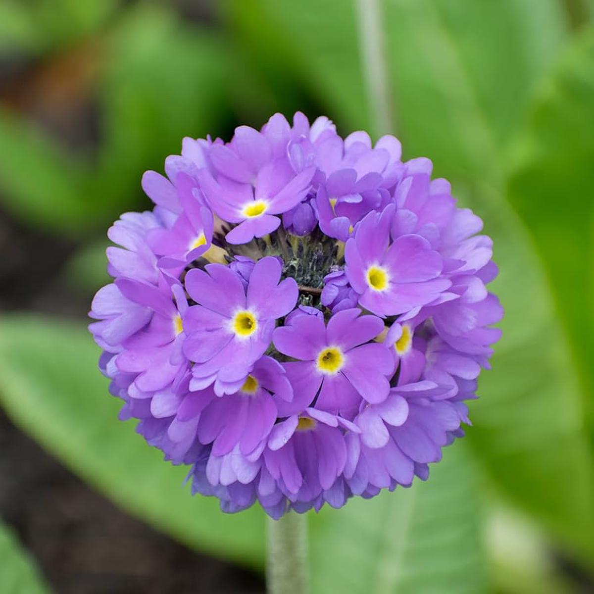 Primula Primula spp Seeds for Planting in Flower Bed and Garden Border