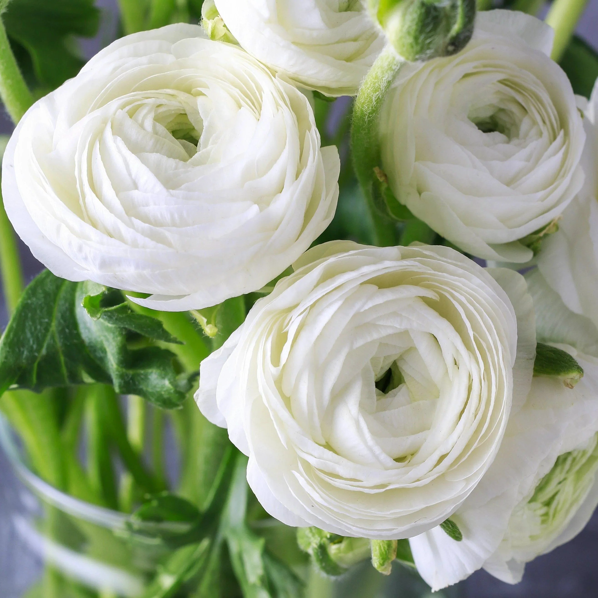 Ranunculus Asiaticus Flower Seeds for Planting Heirloom, Non-GMO, Vibrant Colors Organic Garden Seeds