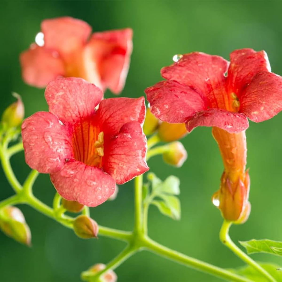 Rare Dark Red Hummingbird Trumpet Vine Flower Seeds for Planting Heirloom, Non-GMO, Perennial, Pollinator-Friendly