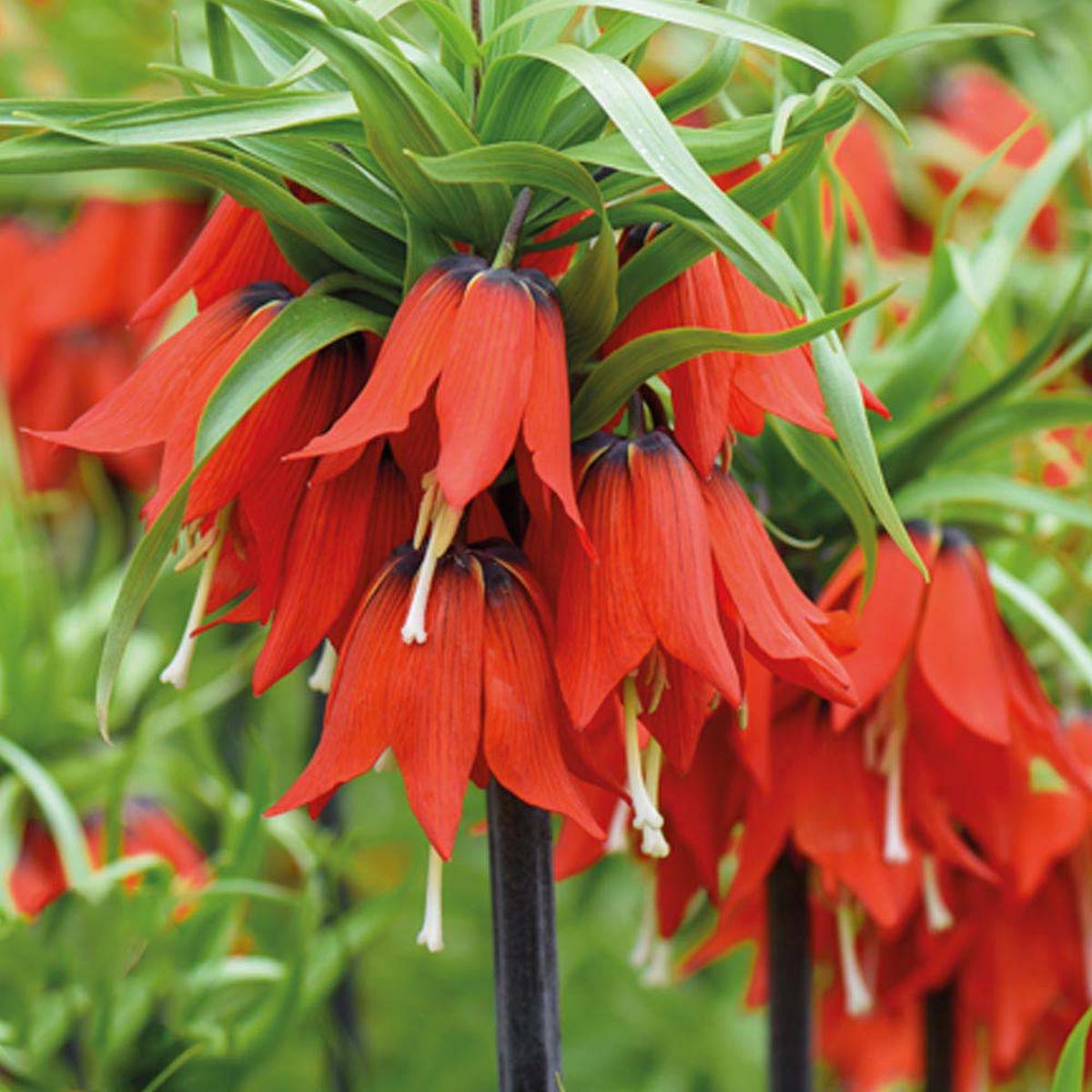 Red Imperial Wang Fritillaria Flower Seeds for Planting Heirloom, Non-GMO, High Germination