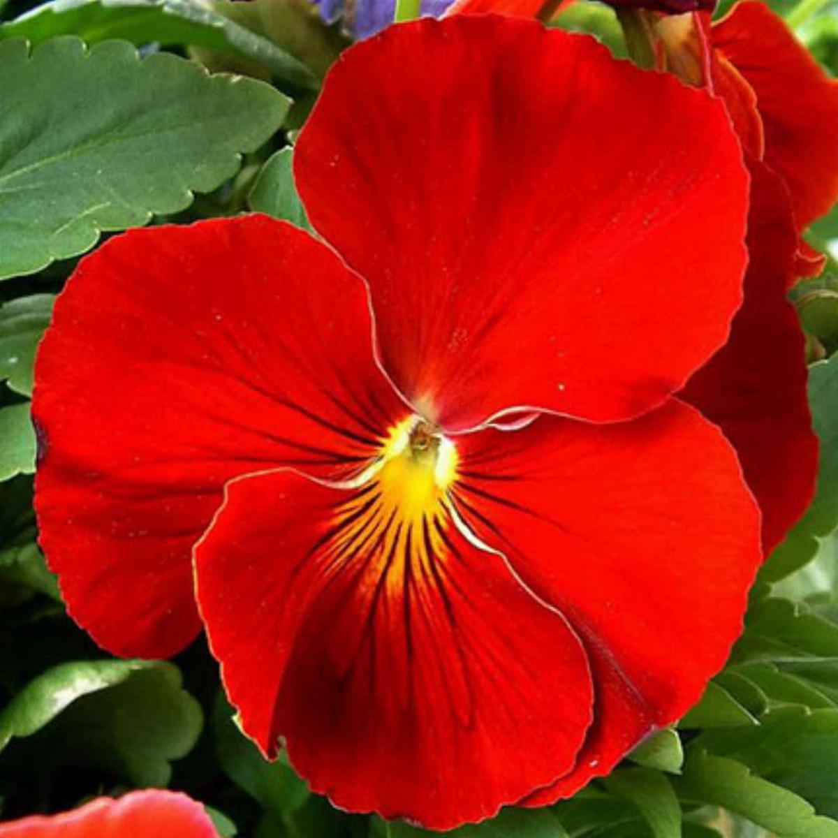 Red Pansy Flower Seeds for Planting Heirloom, Non-GMO, Easy to Grow, Cold-Hardy Blooms