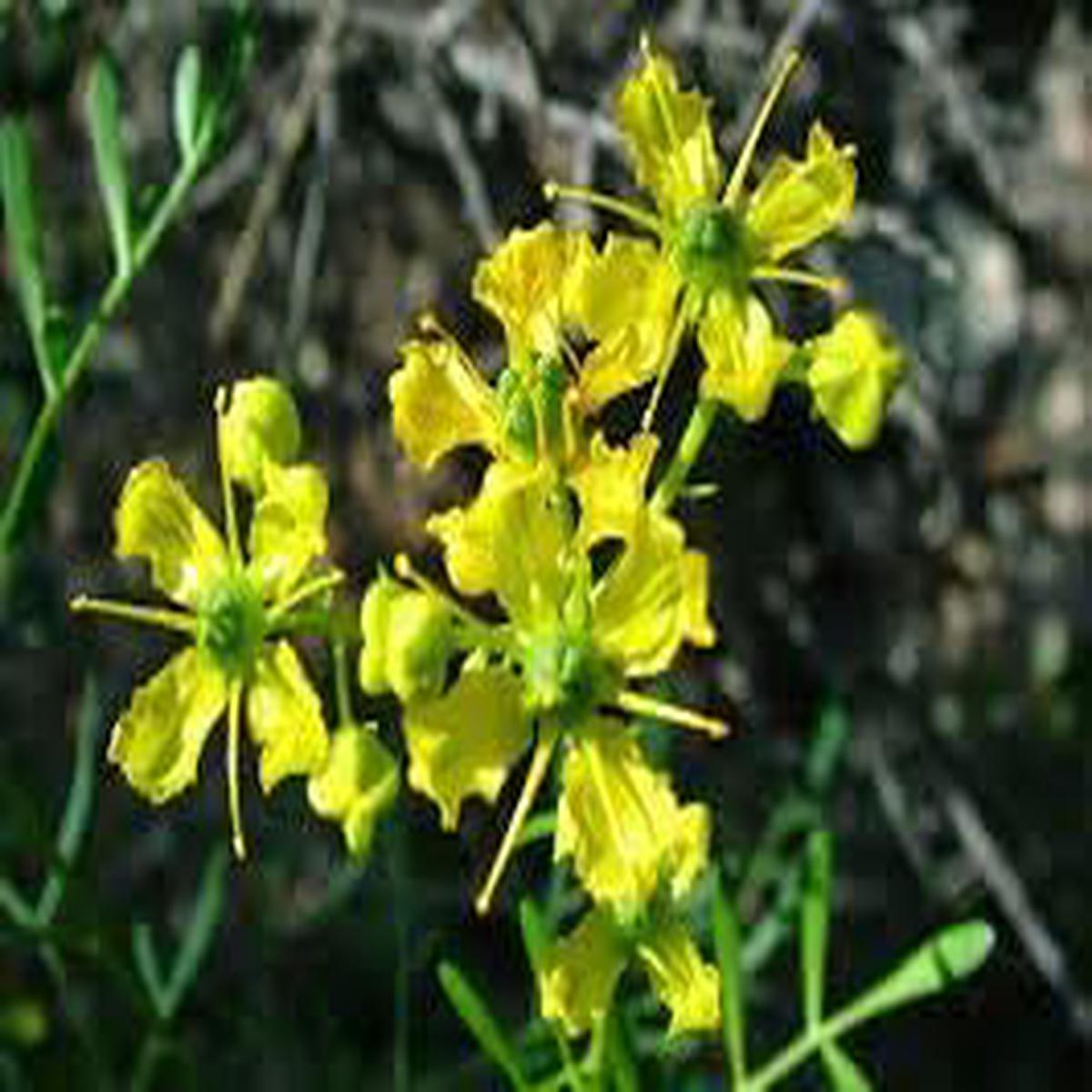 Ruta Graveolens Flower Seeds for Planting Heirloom, Non-GMO, Fragrant Blossoms, High Germination Organic Seeds
