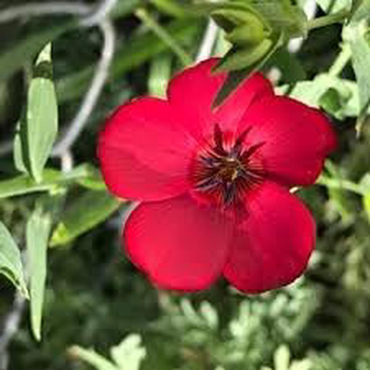 Scarlet Flax Flower Seeds for Planting Heirloom, Non-GMO, Bright Blooms Organic Garden Seeds