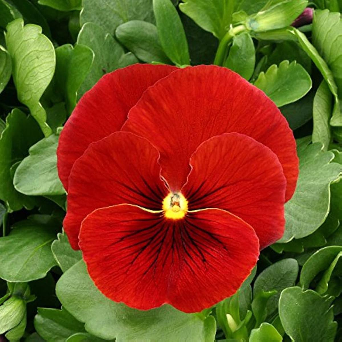 Scarlet Pansy Flower Seeds Pieces for Planting