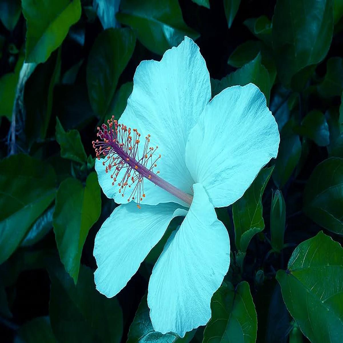 Sea Blue Hibiscus Flower Seeds for Planting  Heirloom, Non-GMO, Border-Friendly Organic Garden Seeds with High Germination