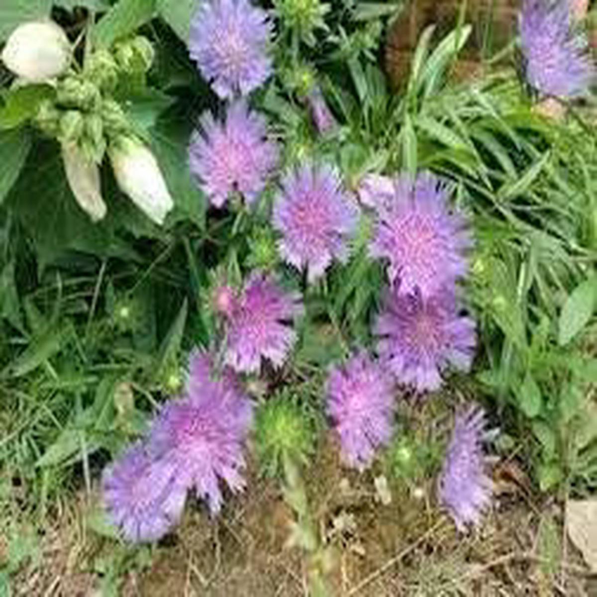 Stoke’s Aster Flower Seeds for Planting – NON GMO Seeds