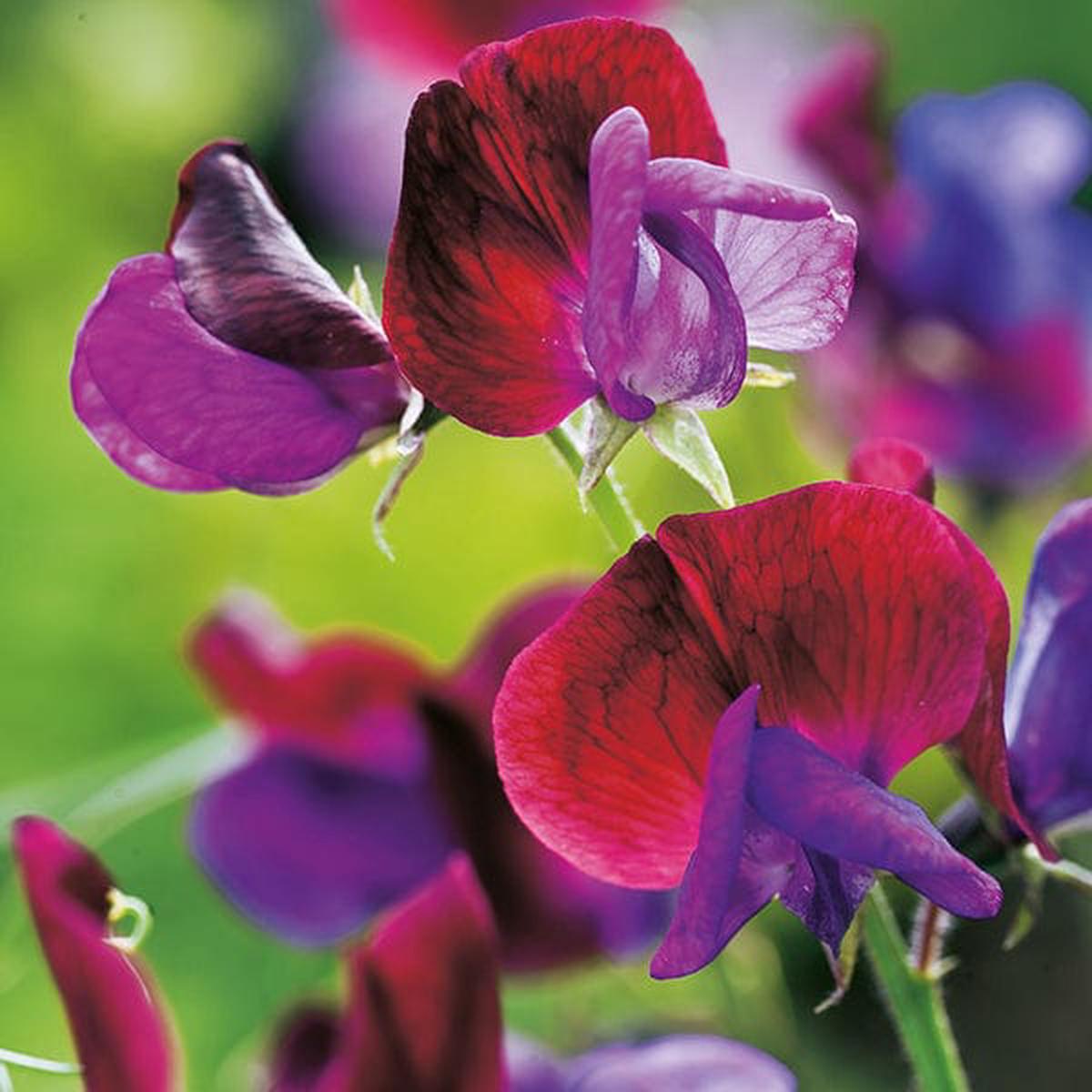 Sweet Pea Cupani Flower Seeds