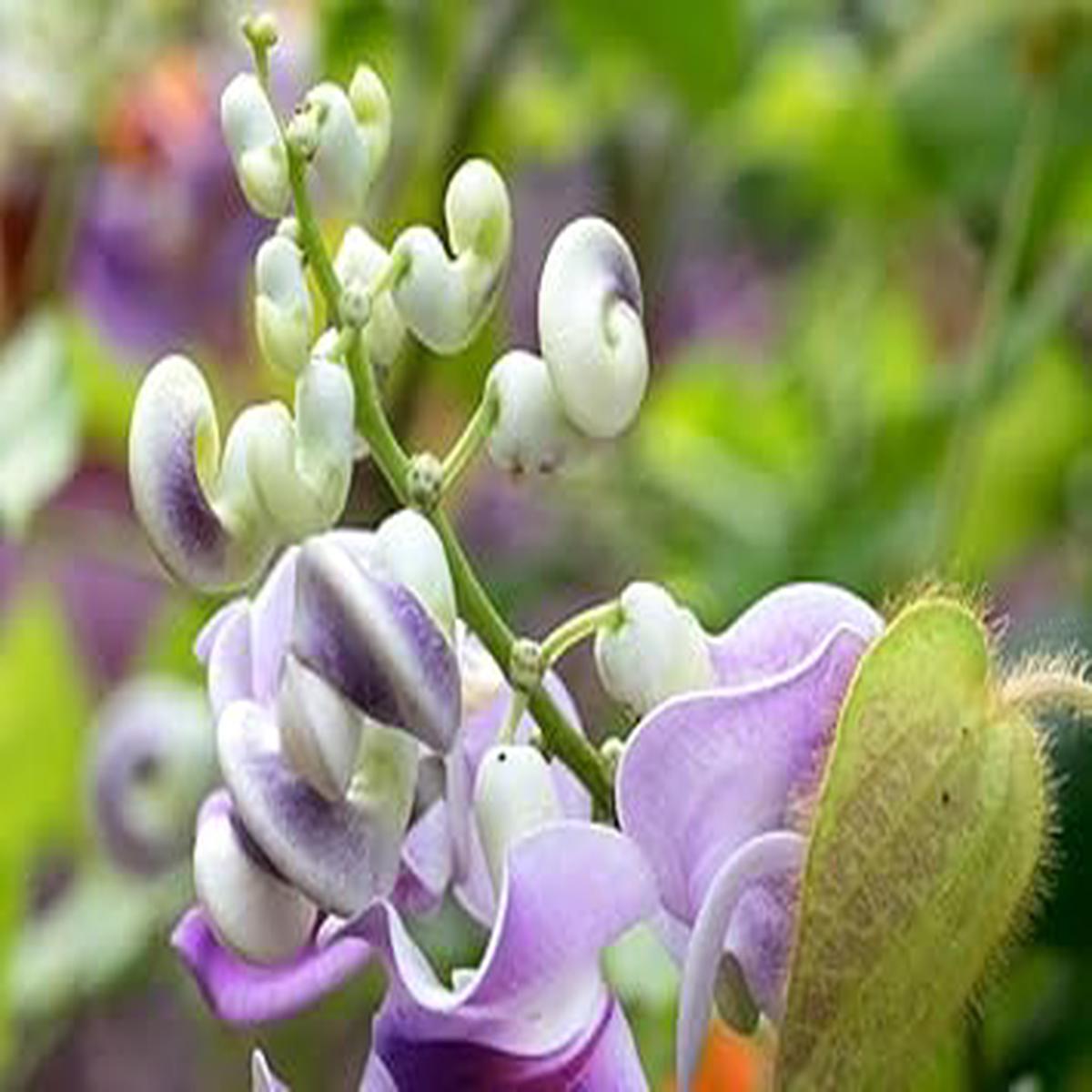 Vigna Caracalla Flower Seeds for Planting | Heirloom Non-GMO High Germination Organic Garden Seeds