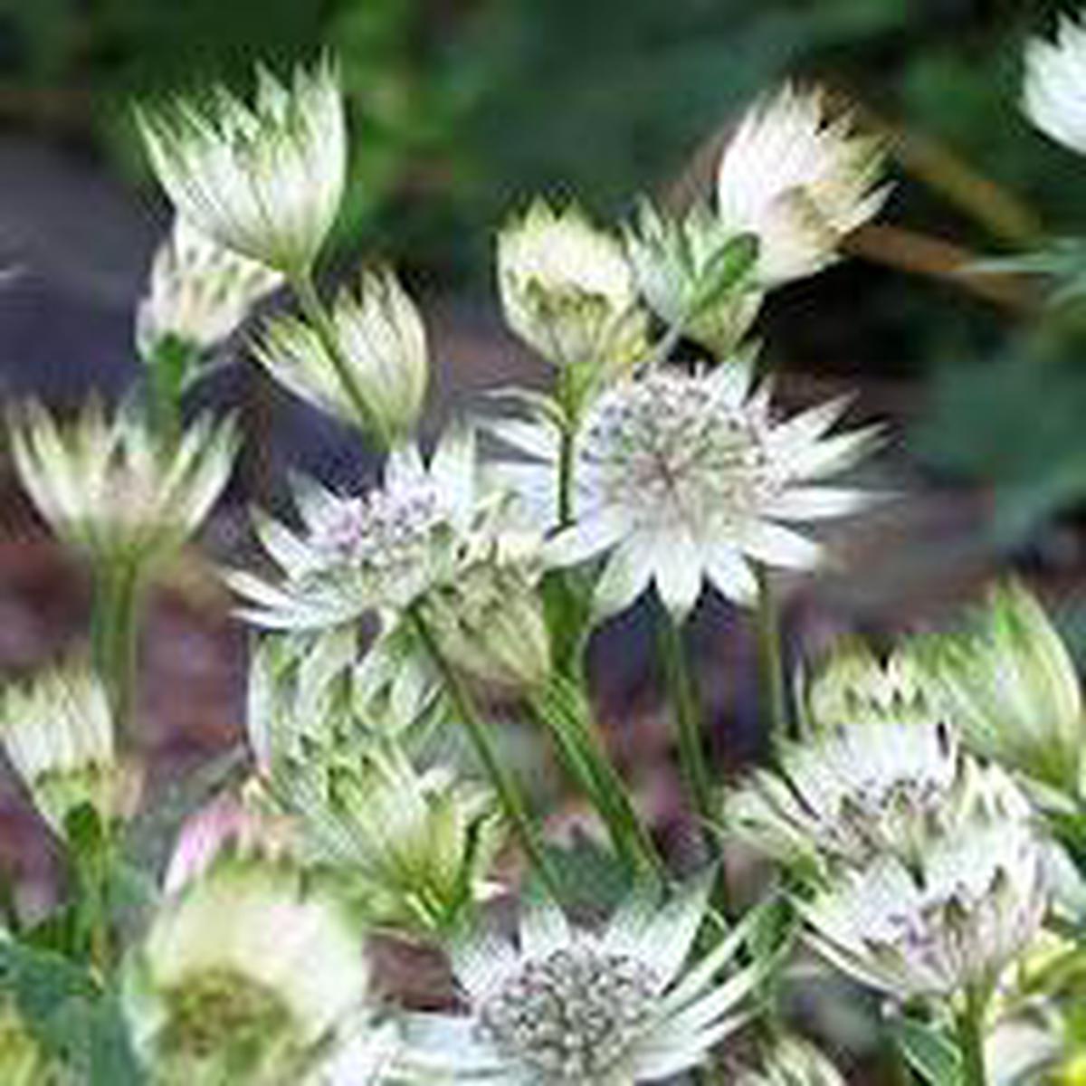White Astrantia Flower Seeds for Planting  Heirloom Non-GMO High Germination Organic Garden Seeds