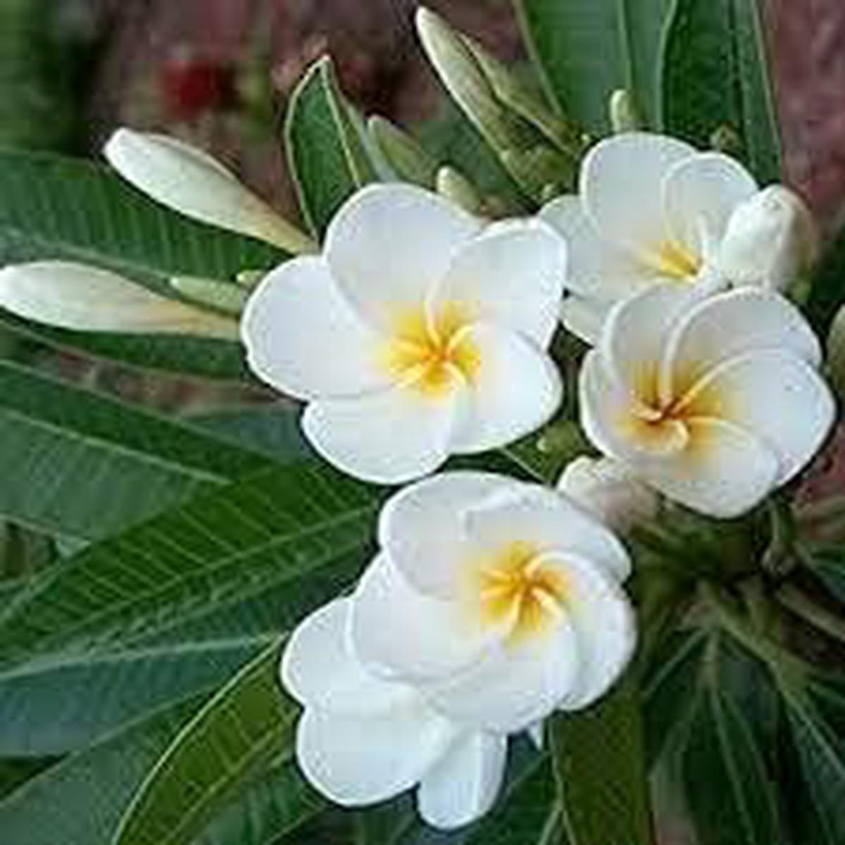 White Egg Flower Seeds for Planting  Heirloom Non-GMO Low Maintenance Organic Garden Seeds