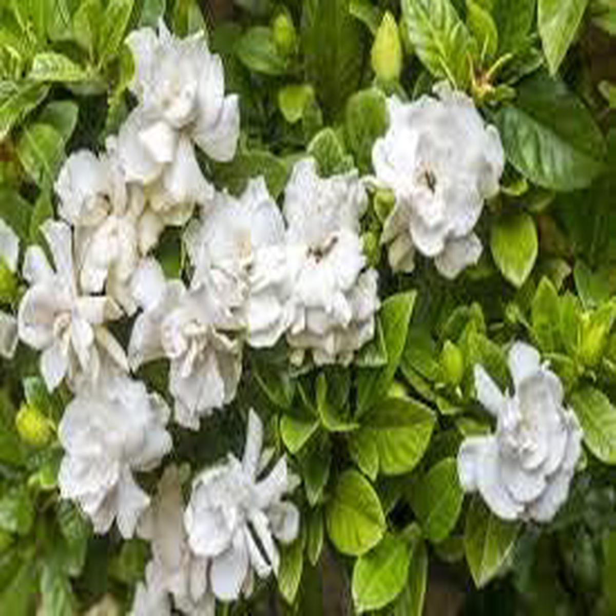 White Evening-Scented Flower Seeds for Planting Heirloom, Non-GMO, High Germination Organic Garden Seeds