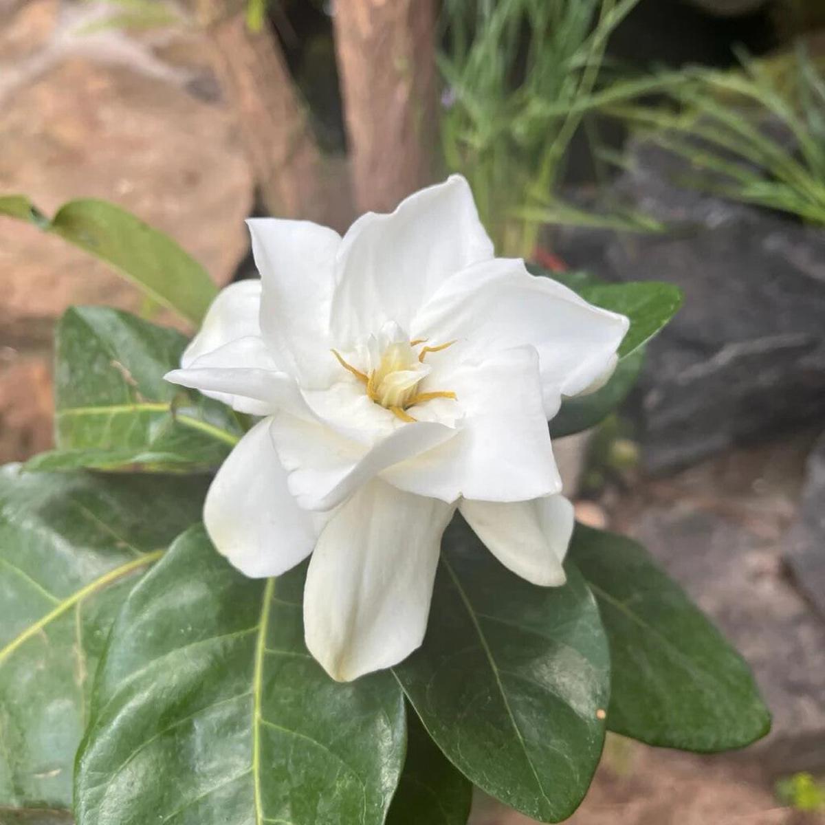 White Jasminoides Flower Seeds for Planting Heirloom Non-GMO, High Germination Organic Garden Seeds