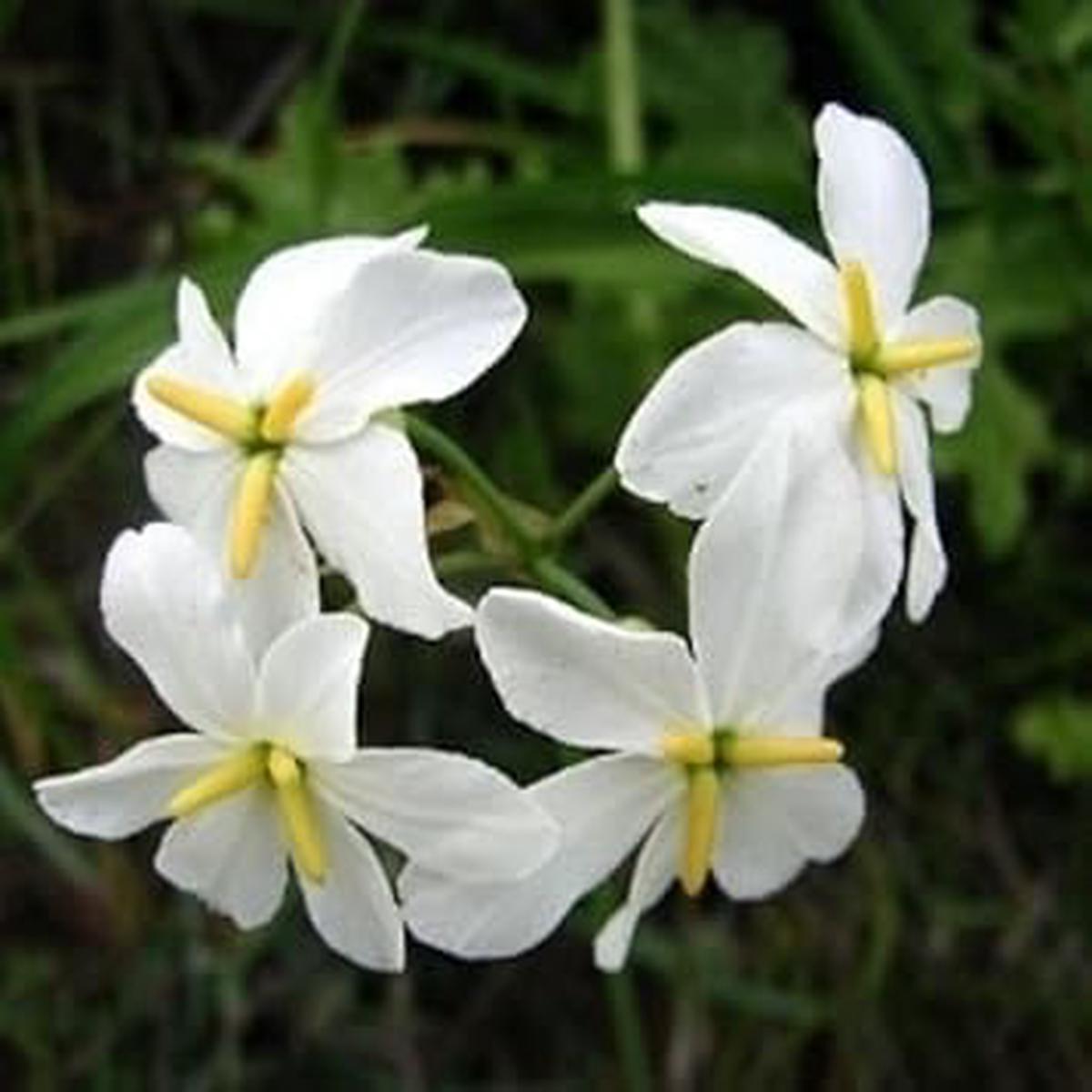 White Leucocoryne Flower seeds for Planting – Long Bloom Season, Heirloom & GMO Free Seeds for Home Garden