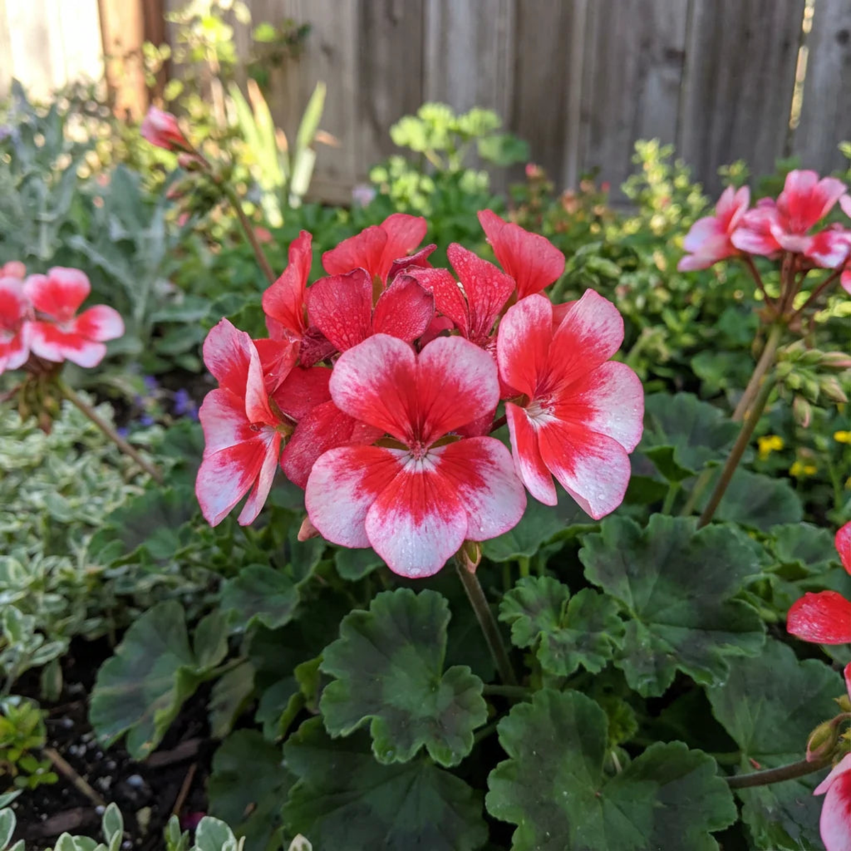 White Maroon Red Geranium Flower Seeds for Planting Perfect for Borders Heirloom & GMO Free Seeds for Home Garden Sale