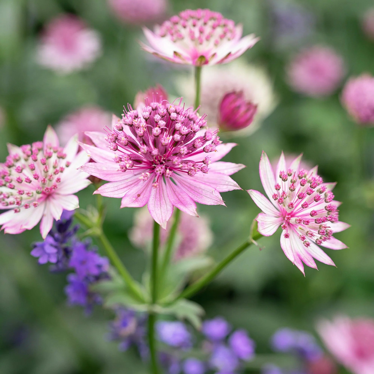 White Pink Astrantia Flower seeds for Planting – Cut Flower Favorite, Heirloom & GMO Free Seeds for Home Garden