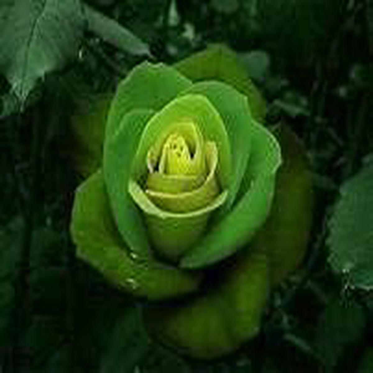 Yellow Green Rose Flower Seeds for Planting  Heirloom, Non-GMO, High Germination Organic Garden Seeds