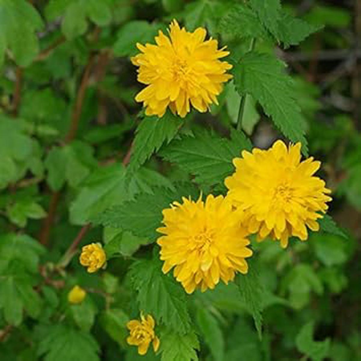 Yellow Kerria Japonica Flower Seeds for Planting Low Maintenance, Heirloom, Non-GMO, High Germination Organic Garden Seeds