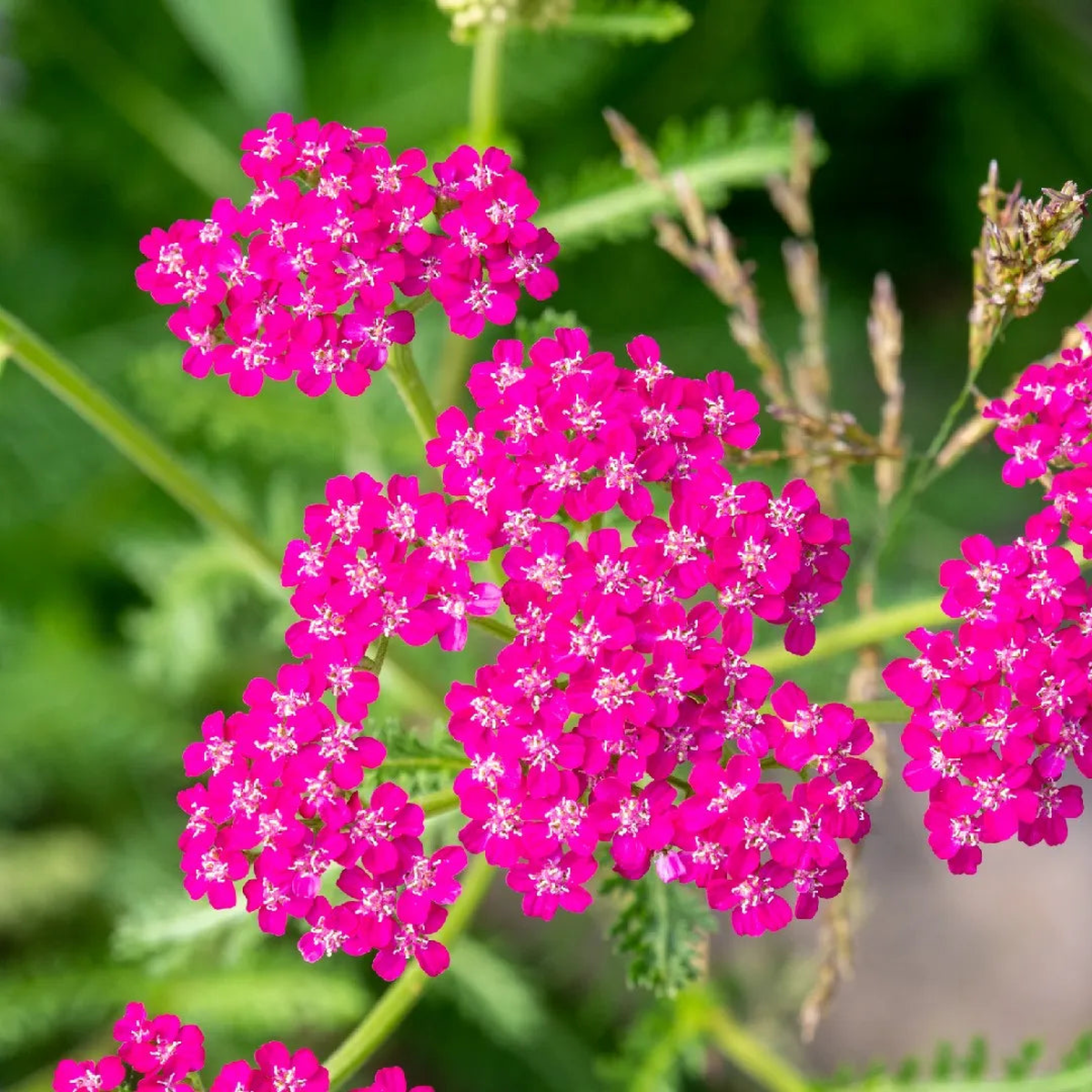 Achillea Millefolium (Cerise Queen Yarrow) Flower Seeds for Planting Heirloom, Non-GMO, Easy to Grow, Perennial