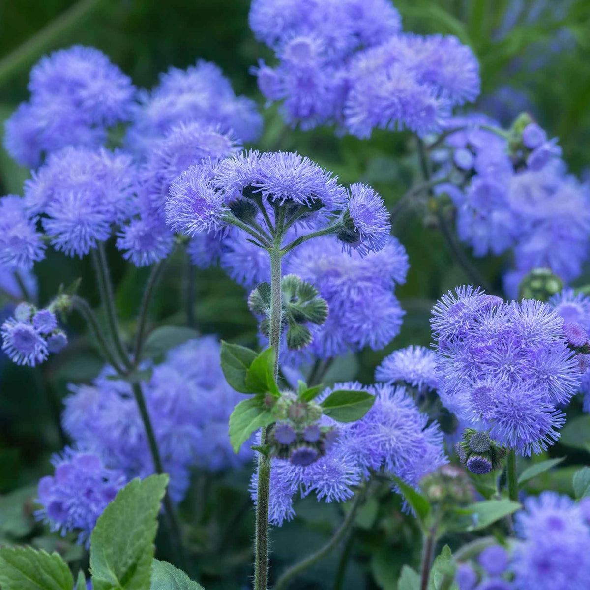 Ageratum Flower seeds for Planting Fragrant Blossoms Heirloom & GMO Free Seeds for Home Garden