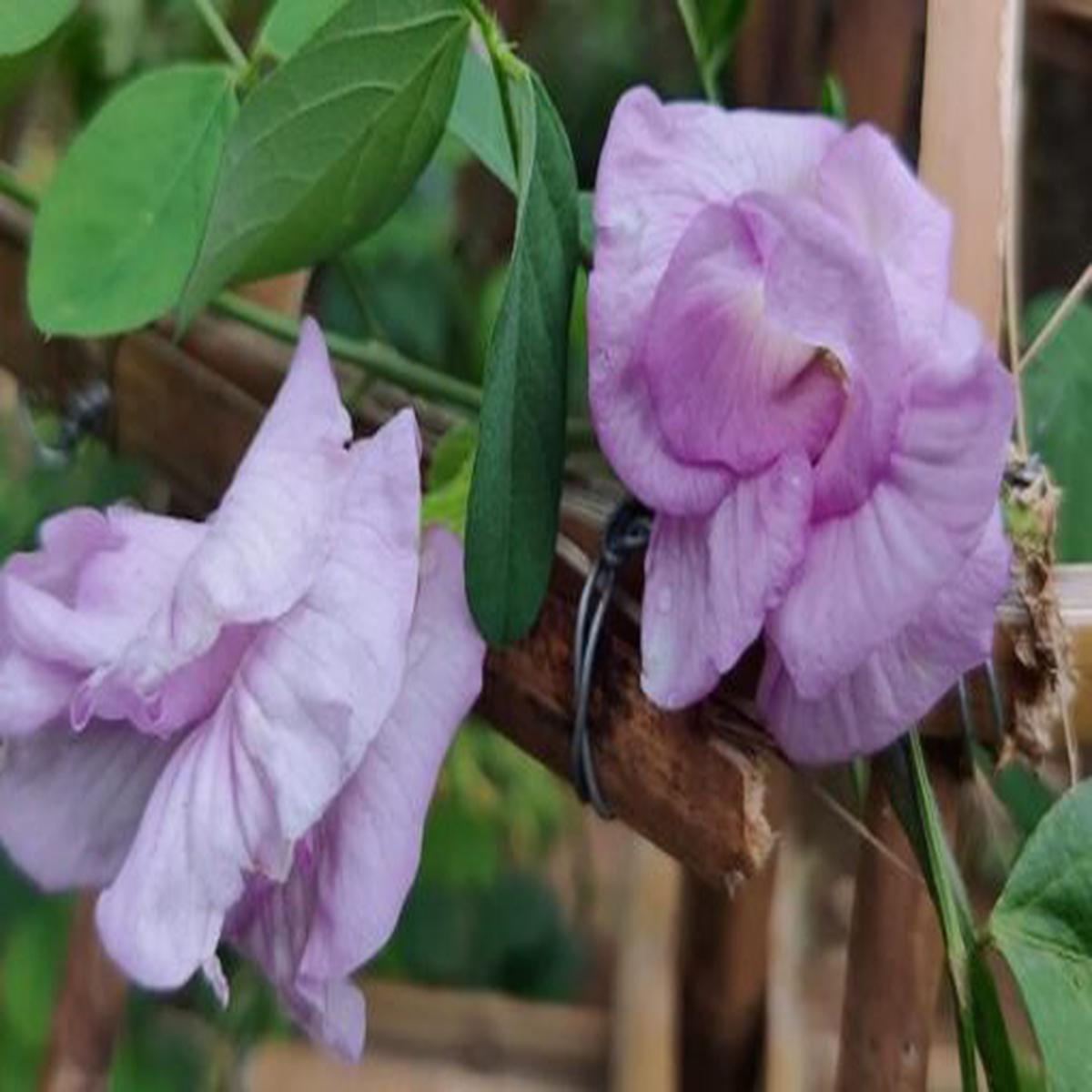 Aparajita Lavender Double  Heirloom, Non-GMO, High Germination Organic Garden Seeds