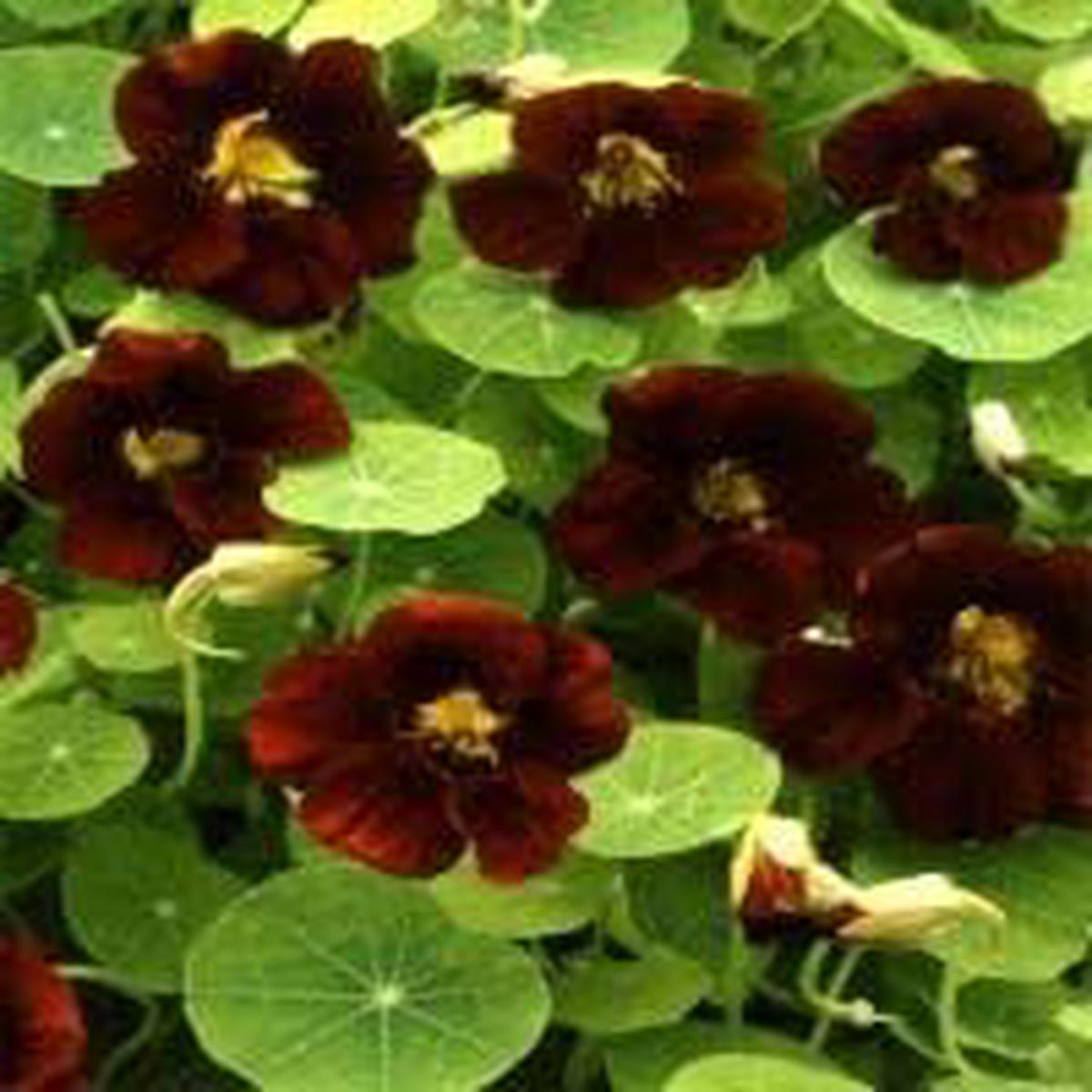Black Nasturtium Flower Seeds for Planting  Heirloom, Non-GMO, High Germination Organic Garden Seeds (100 pcs)