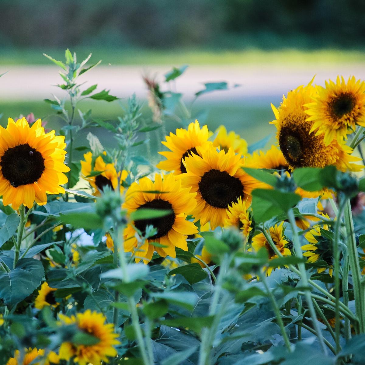 Black Oil Sunflower Seeds for Planting Heirloom, Non-GMO, Easy to Grow, Annual Blooms