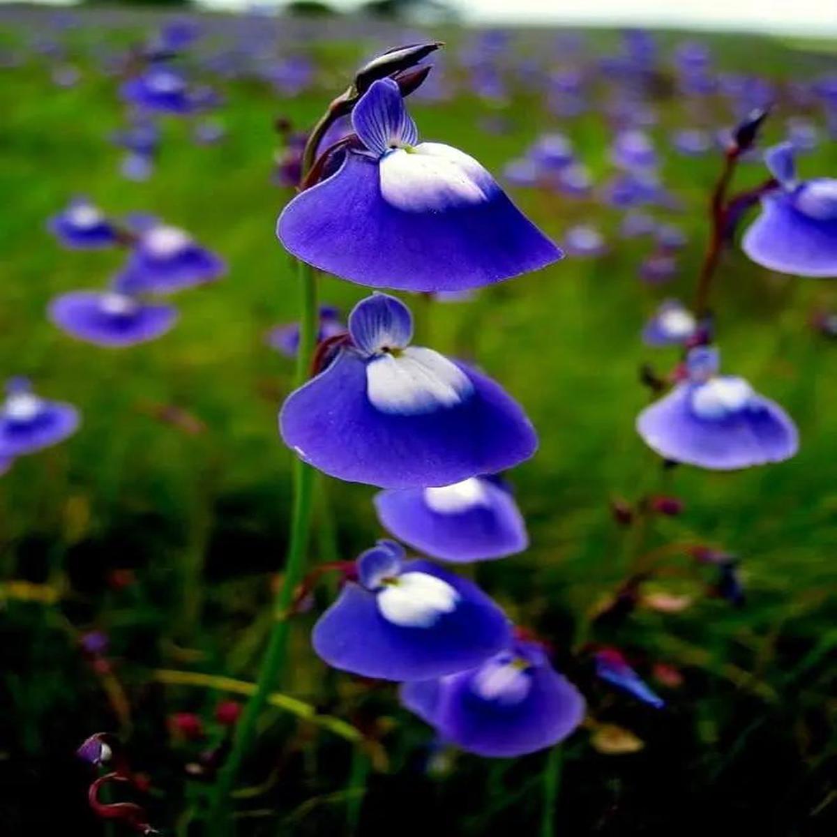Blue Bladderwort Flower Seeds for Garden Planting – NON GMO Seeds