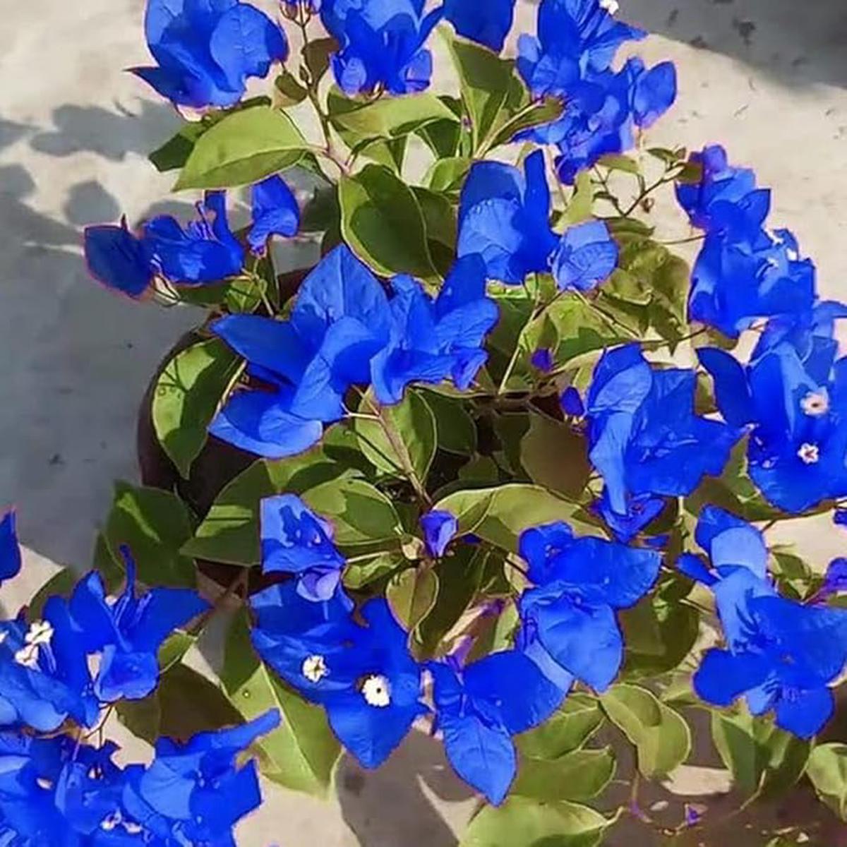 Blue Bougainvillea Flower Seeds for Planting Heirloom, Non-GMO, High Germination Organic Garden Seeds
