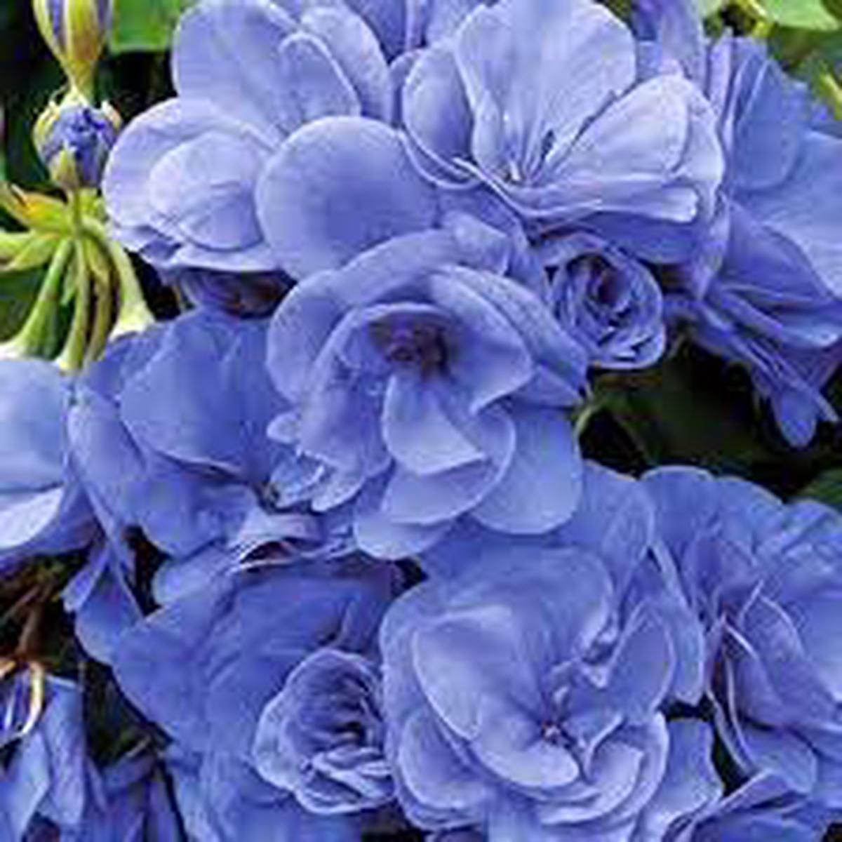 Blue Geranium Pelargonium Seeds for Planting Heirloom, Non-GMO, High Germination Organic Garden Seeds