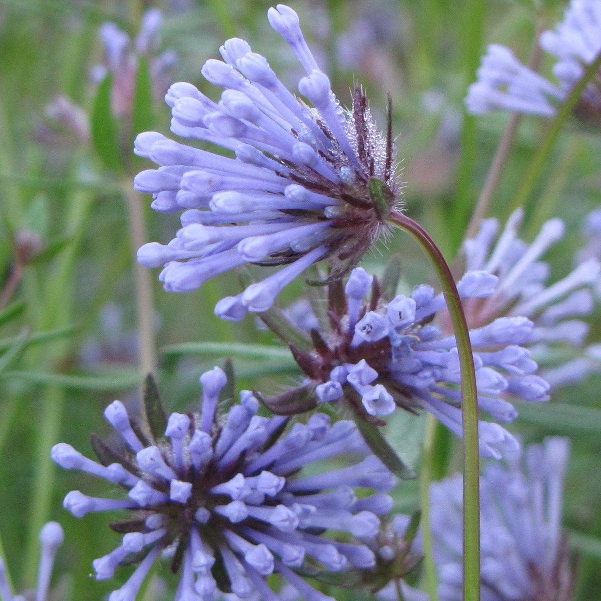Blue Woodruff Flower seeds for Planting – Wildflower Mix, Heirloom & GMO Free Seeds for Home Garden