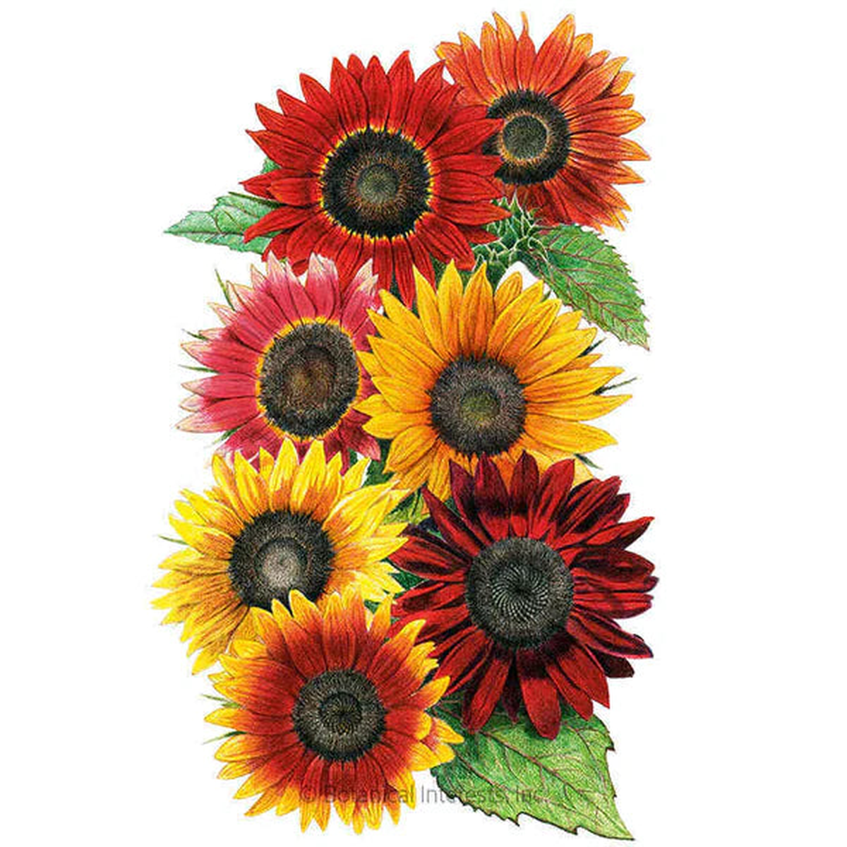Botanical Interests Heirloom Beauties Sunflower Seeds