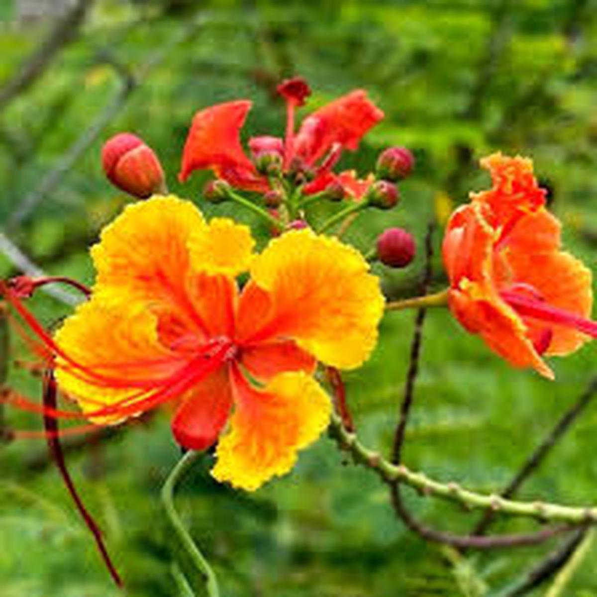 Caesalpinia Flower Seeds for Planting  Heirloom, Non-GMO, High Germination Organic Garden Seeds