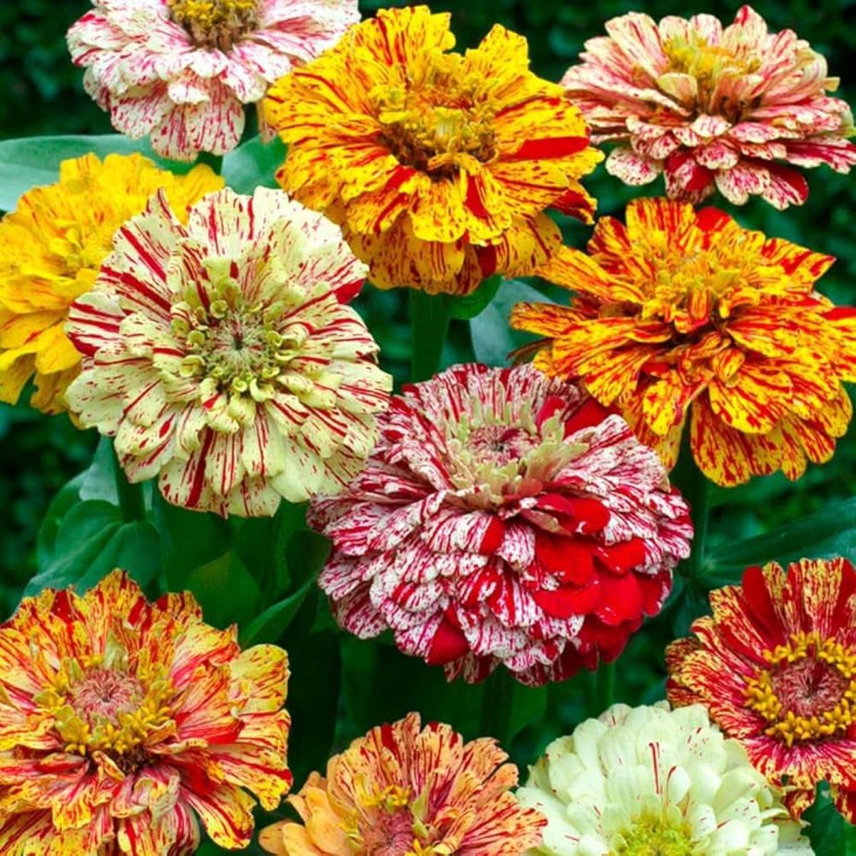Candy Mix Zinnia Zinnia elegans flower seeds for home garden and planting