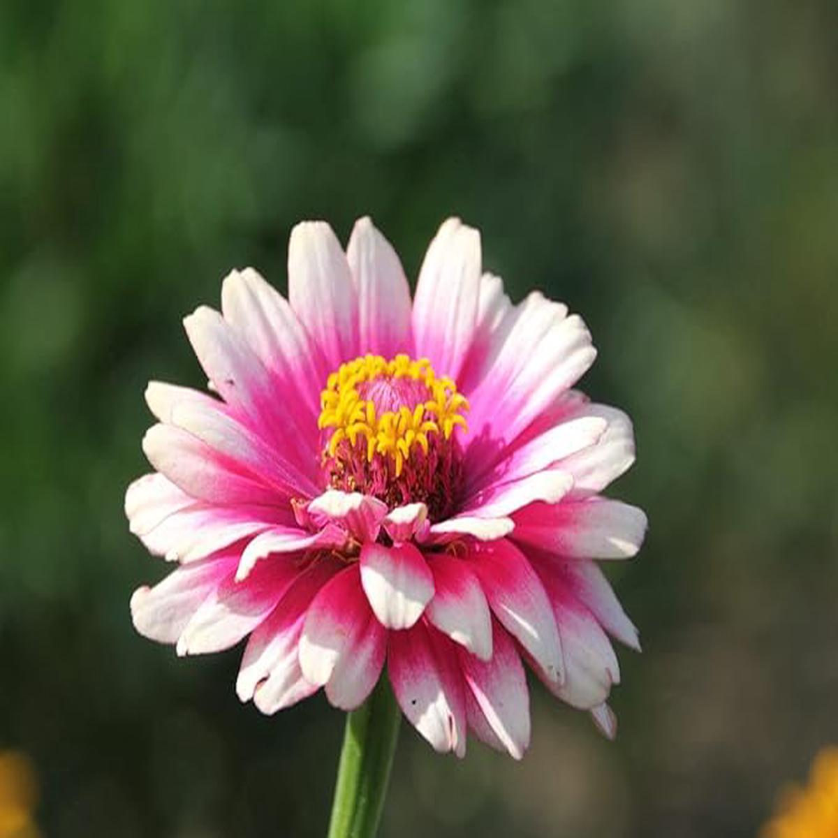 Carrousel Mix Zinnia Seeds for Colorful Garden Displays