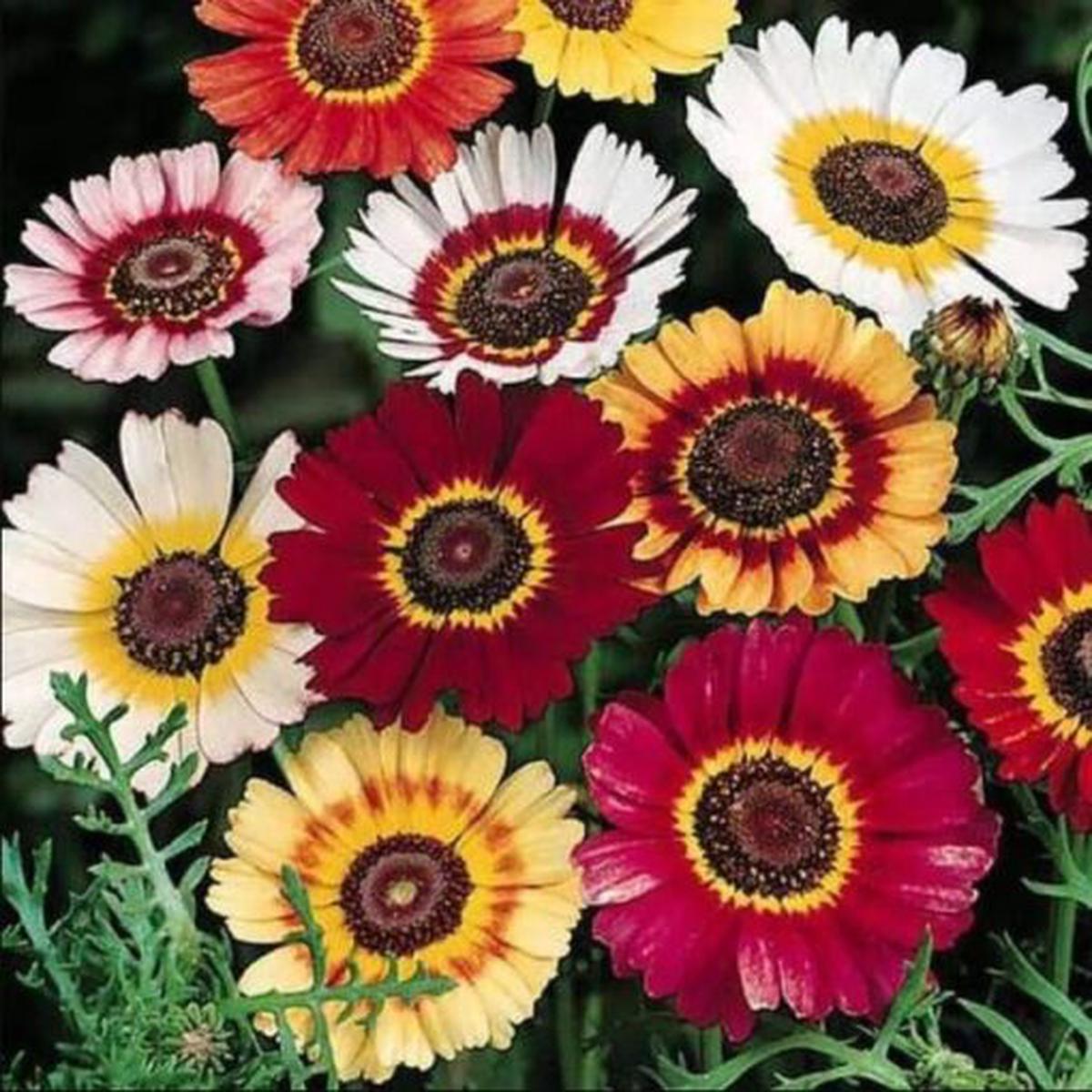 Chrysanthemum Carinatum Open Pollinated  Heirloom, Non-GMO, High Germination Organic Garden Seeds