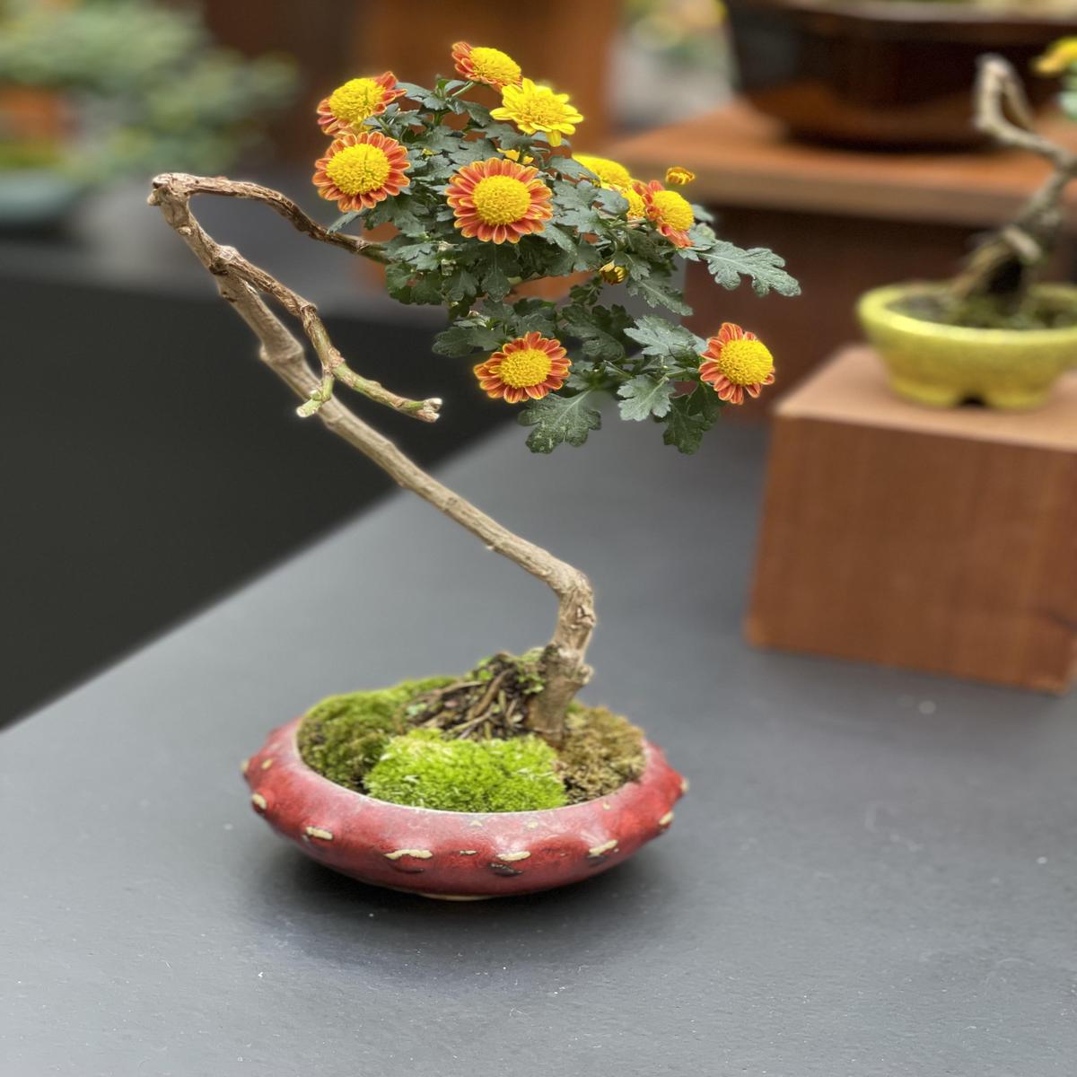 Chrysanthemum Morifolium Bonsai Flower Seeds for Planting