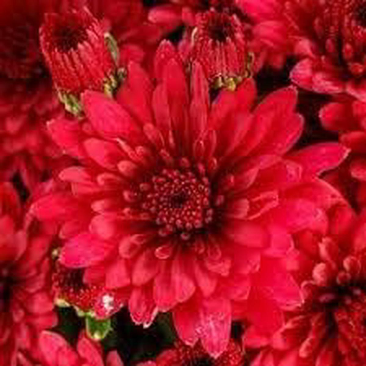 Chrysanthemum Red Flower seeds for Planting – Cut Flower Favorite, Heirloom & GMO Free Seeds for Home Garden