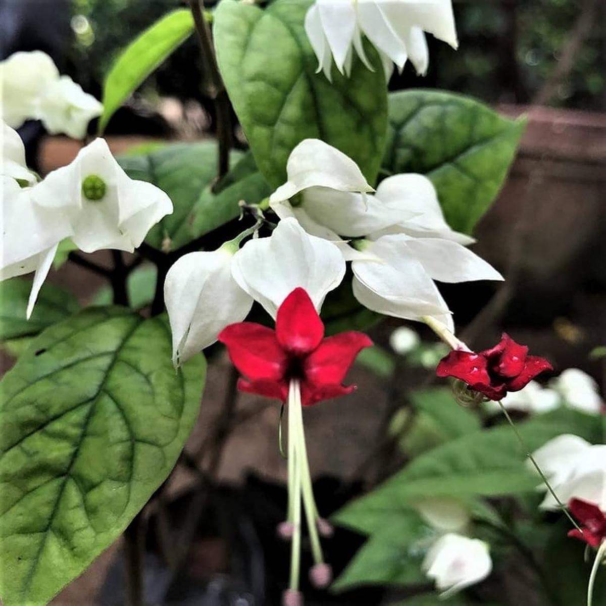 Clerodendrum Flower seeds for Planting Wildflower Mix Heirloom & GMO Free Seeds for Home Garden Sale