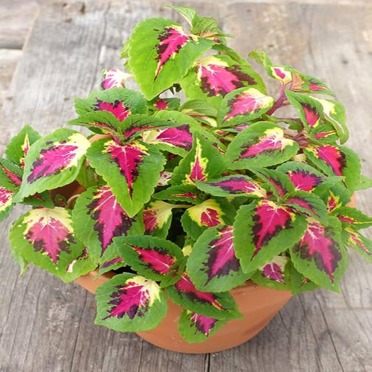 Coleus Semi Jazz Pink Plant Seeds for Planting flower bed