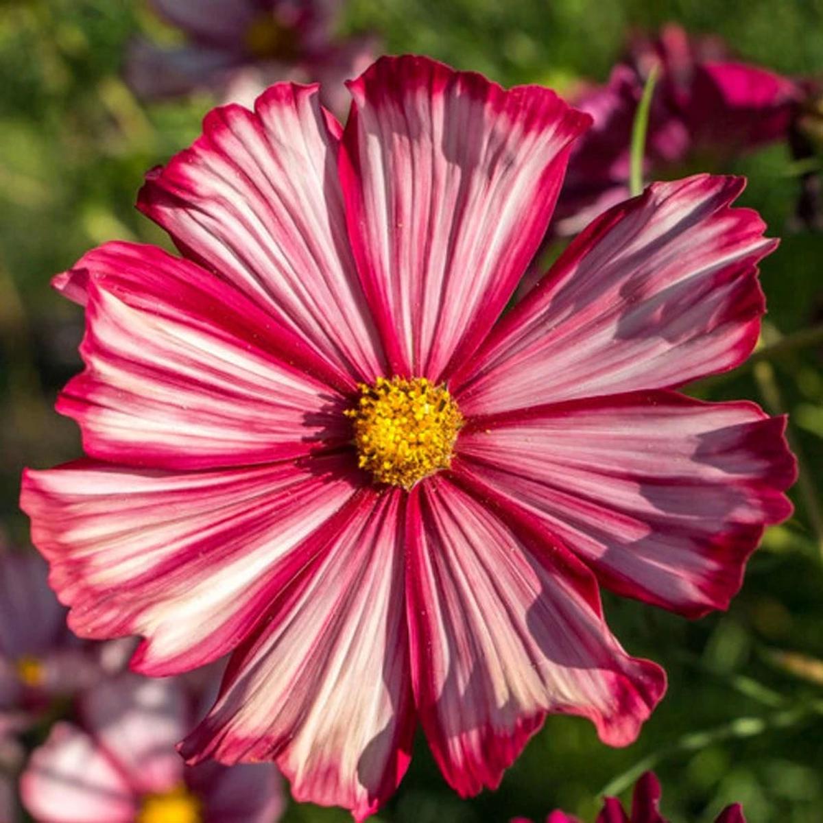 Cosmos Velouette Flower Seeds for Planting  Vibrant Blooms, Non-GMO, Heirloom Seeds