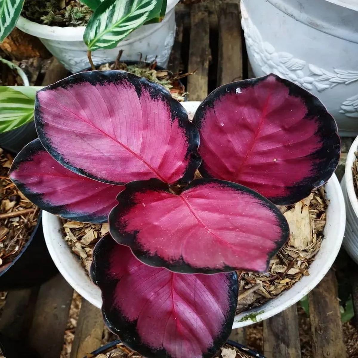 Crimson Calathea Flower Seeds for Planting Heirloom, Non-GMO, High Germination Organic Garden Seeds