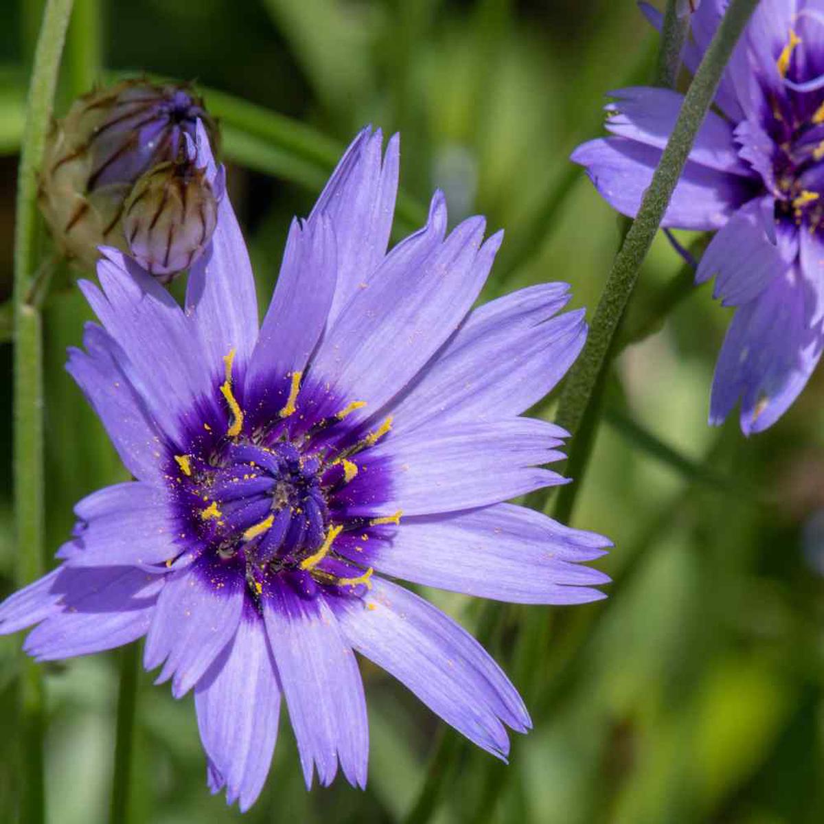 Cupid’s Flower Seeds for Planting  Heirloom, Non-GMO, Low Maintenance Garden Seeds
