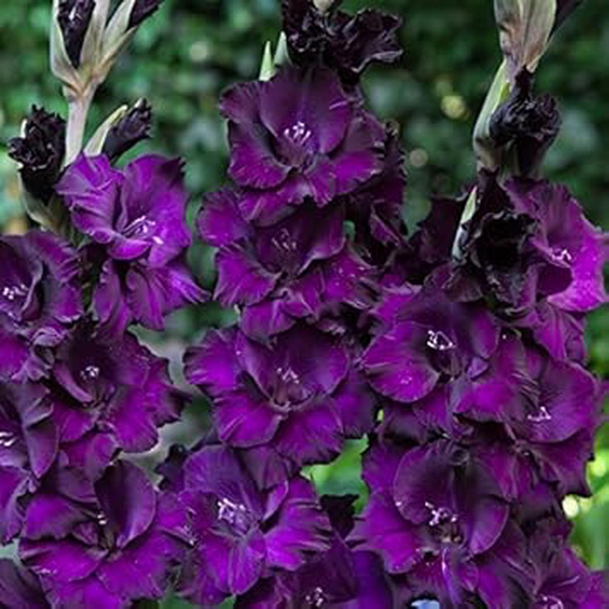 Deep Purple Gladiolus Flower Seeds  Heirloom Non-GMO Organic Garden Seeds for Planting, High Germination Blooms