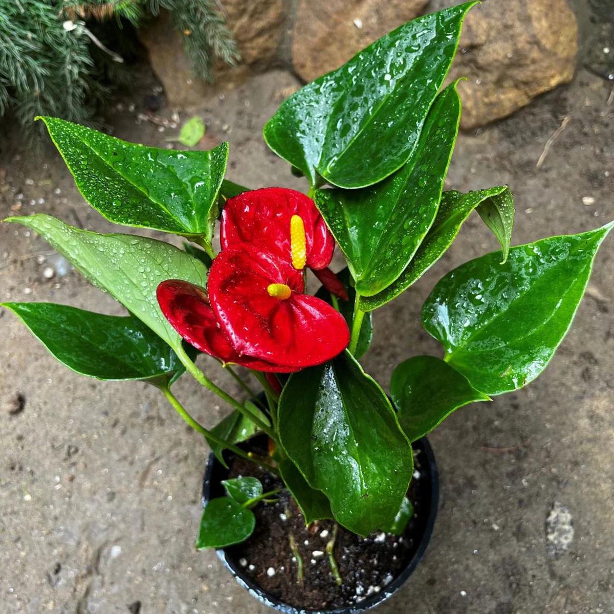 Deep Red Anthurium Flower seeds for Planting Vibrant Colors Heirloom & GMO Free Seeds for Home Garden